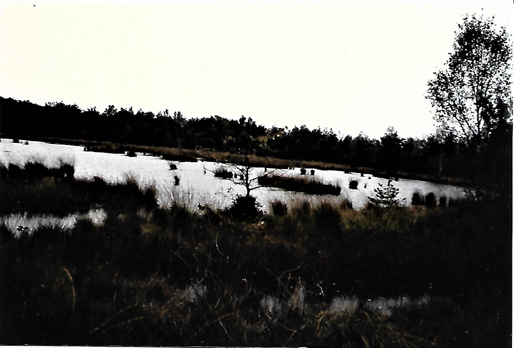 veenplas