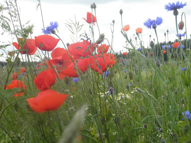 bloemen